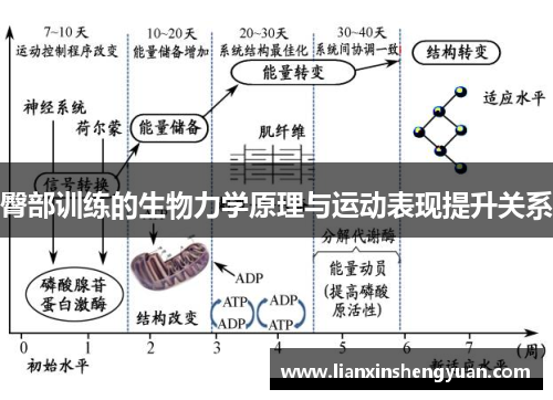 臀部训练的生物力学原理与运动表现提升关系